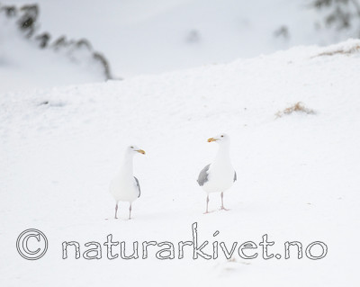 BB 13 0408 / Larus argentatus / Gråmåke